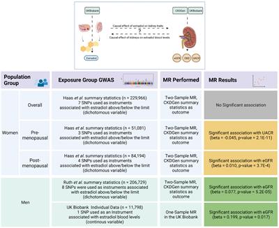 Mendelian randomization indicates causal effects of estradiol levels on kidney function in males